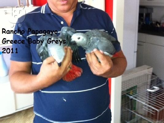 Πωλούνται  Παπαγάλοι μωρά από εκτροφείο στον Αγιόκαμπο...